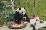 娱乐吃瓜酱南宁动物园,探秘动物乐园，共享欢乐时光
